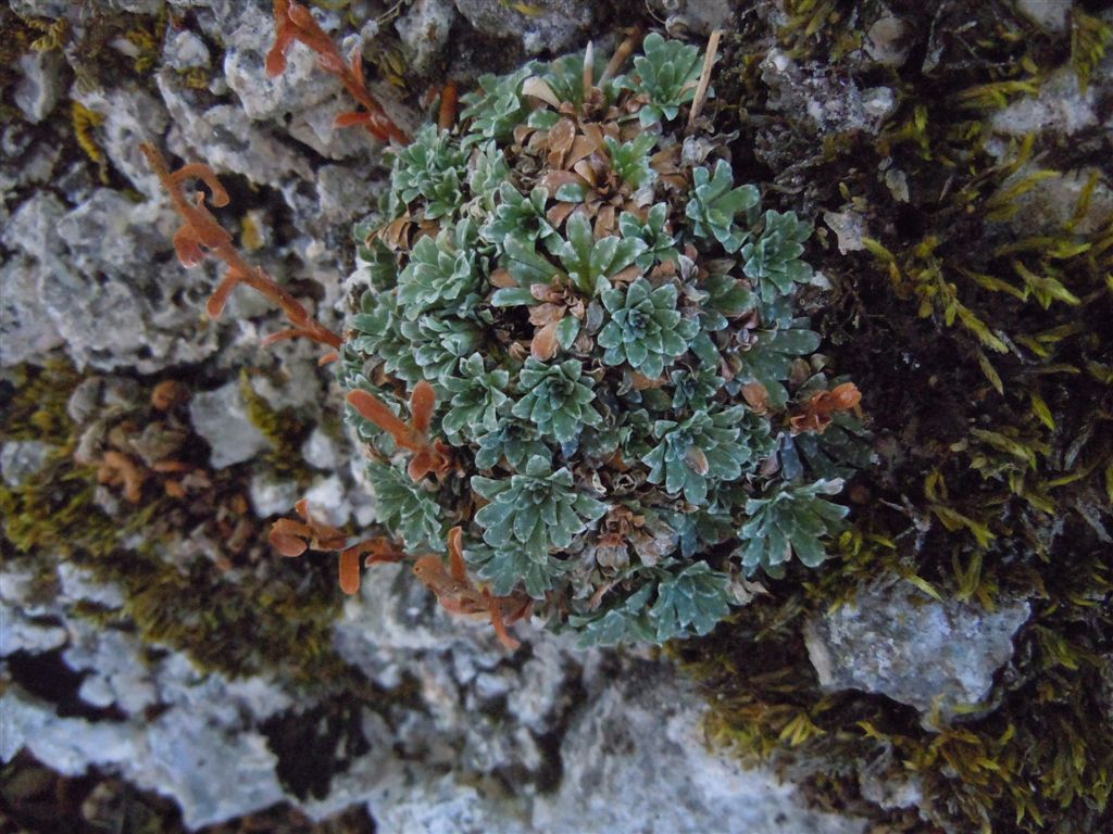 Colle Rotondo (AQ) : Saxifraga porophylla